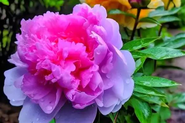 种牡丹为什么必须种芍药,两种花卉开放时会互传花粉