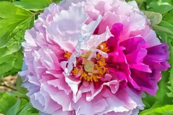 种牡丹为什么必须种芍药,两种花卉开放时会互传花粉