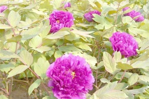 种牡丹为什么必须种芍药,两种花卉开放时会互传花粉