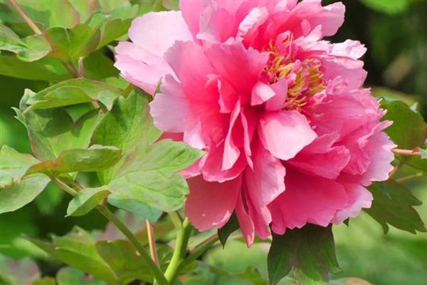 种牡丹为什么必须种芍药,两种花卉开放时会互传花粉