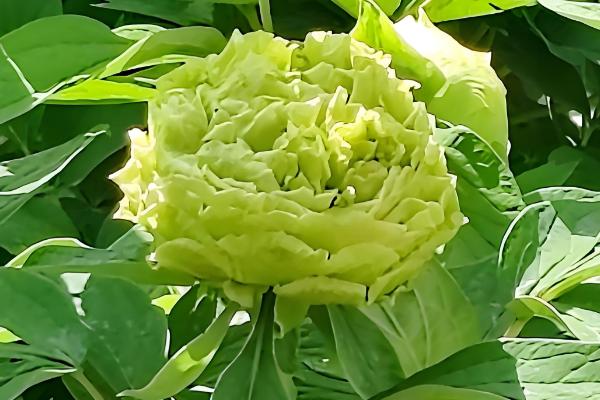 名贵的牡丹花品种大全,有豆绿、二乔等