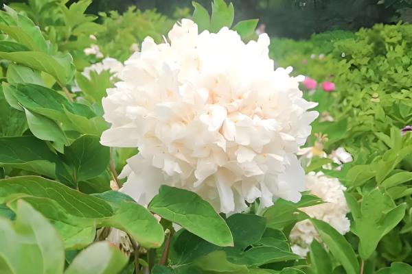名贵的牡丹花品种大全,有豆绿、二乔等