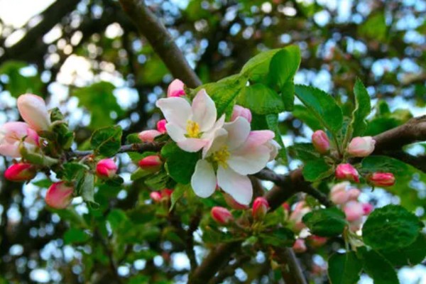 苹果树的施肥方法，盛果时期要注意钾肥的添加
