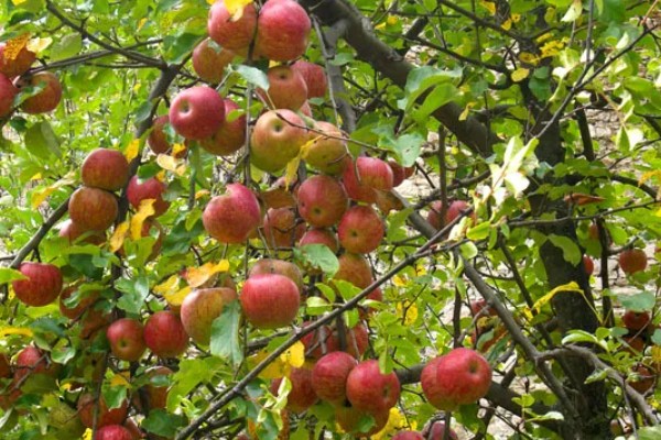 苹果树的施肥方法，盛果时期要注意钾肥的添加