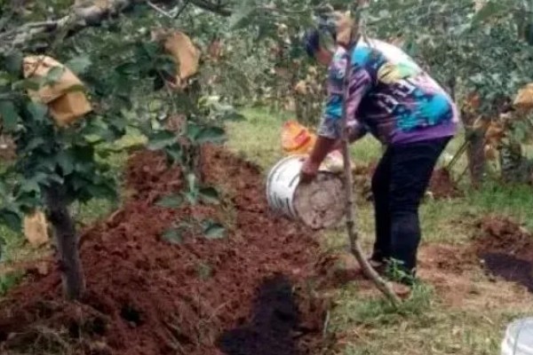 苹果树的施肥方法，盛果时期要注意钾肥的添加