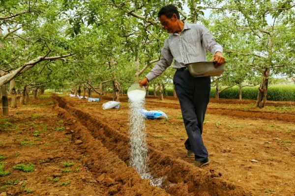 苹果树的施肥方法，盛果时期要注意钾肥的添加