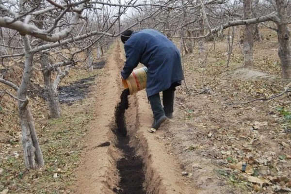 苹果树的施肥方法，盛果时期要注意钾肥的添加