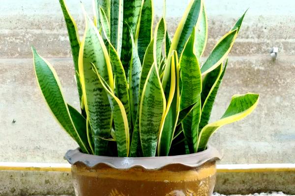 虎皮兰可以放卧室吗，没有毒性可以放卧室里养