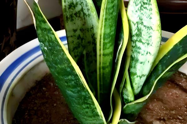 虎皮兰可以放卧室吗，没有毒性可以放卧室里养