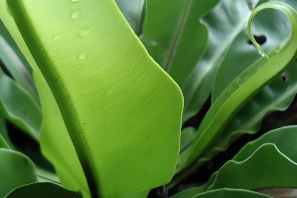 虎皮兰可以放卧室吗，没有毒性可以放卧室里养