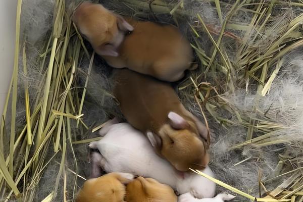 兔子什么时候配种，6个月大的时候即可