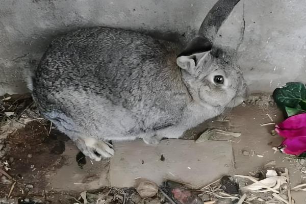 兔子什么时候配种，6个月大的时候即可