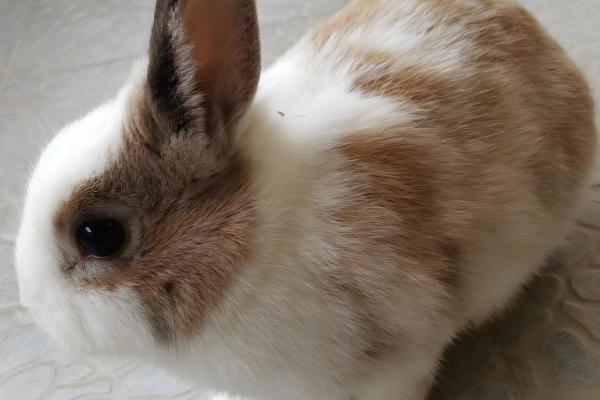 兔子什么时候配种，6个月大的时候即可