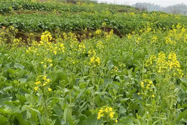 预防油菜冻害的方法，撒施草木灰有利于提高土温