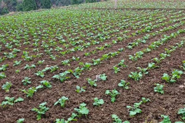 预防油菜冻害的方法，撒施草木灰有利于提高土温