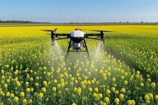 预防油菜冻害的方法，撒施草木灰有利于提高土温