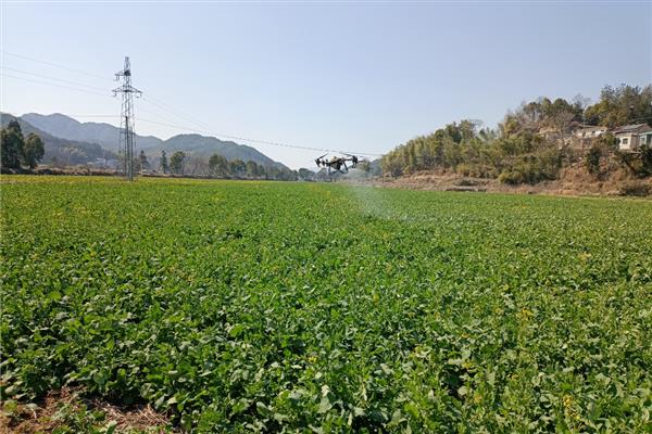 预防油菜冻害的方法，撒施草木灰有利于提高土温