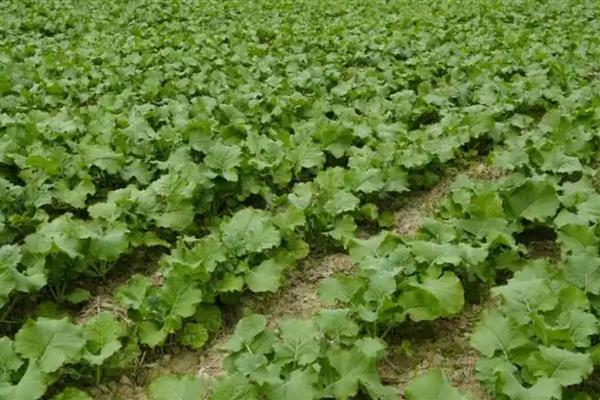 预防油菜冻害的方法，撒施草木灰有利于提高土温