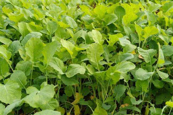 预防油菜冻害的方法，撒施草木灰有利于提高土温