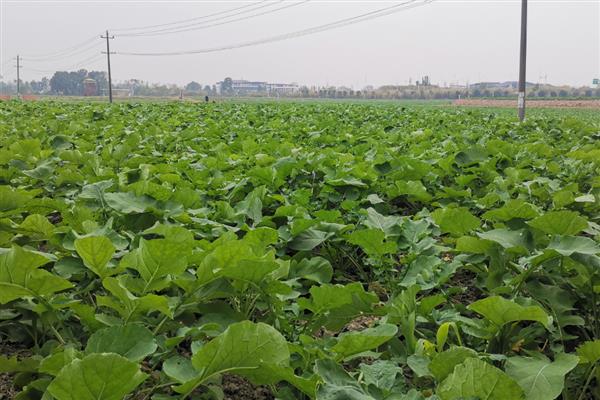预防油菜冻害的方法，撒施草木灰有利于提高土温
