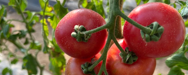 无籽番茄与无籽西瓜有什么区别，本质、形成方法等方面不同