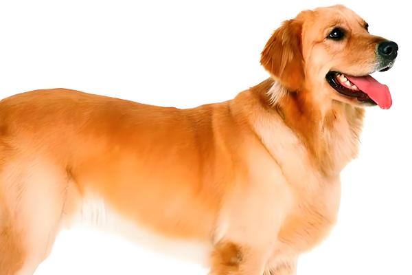 狗狗的来源，在15000年前被人类驯化