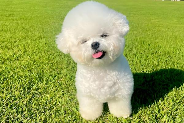 狗狗的来源，在15000年前被人类驯化