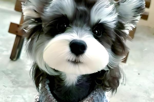 狗狗的来源，在15000年前被人类驯化