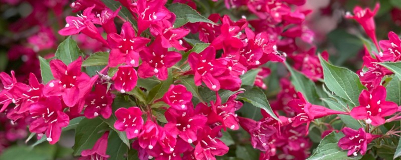 锦带花一年开多少次，一年只能开一次花