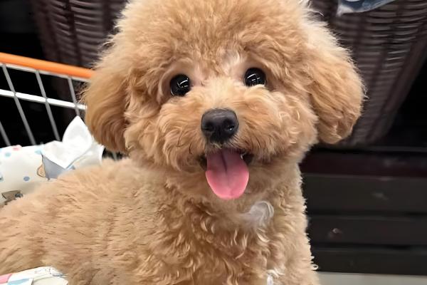 狗狗的来源，在15000年前被人类驯化