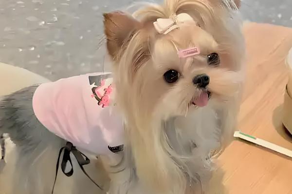 狗狗的来源，在15000年前被人类驯化