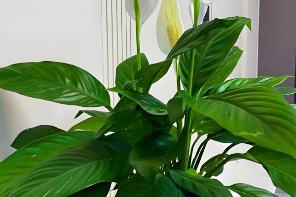 白鹤芋的特点，株高可达40厘米