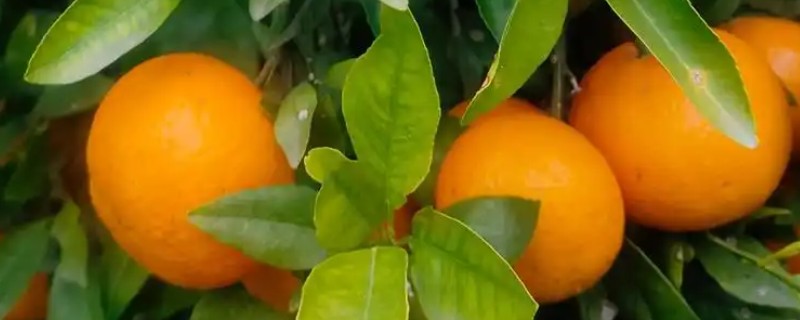 11月份至12月份沃柑怎么管理，需要修剪幼树的枝梢