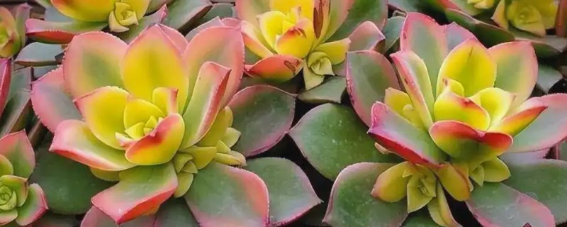 艳日辉叶片背面长黑斑如何解决，发生炭疽病可以喷施咪鲜胺