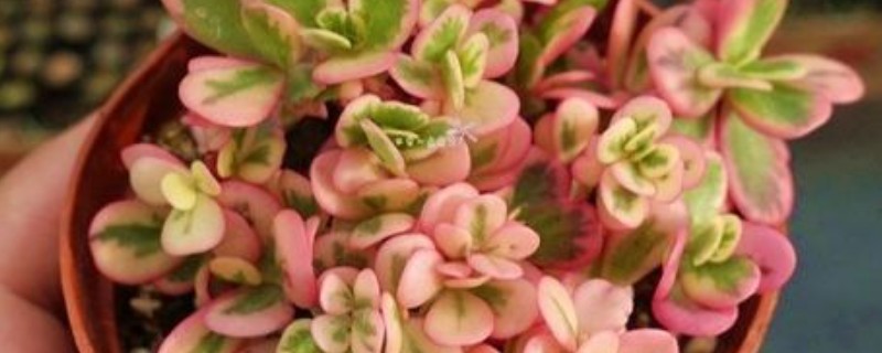 太阳花锦多肉怎么养殖，生长期每隔1个月追肥一次