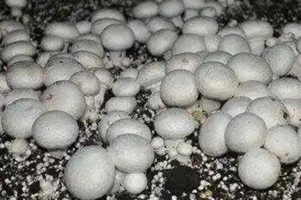 双孢菇黄斑病如何防治，首先做好环境卫生工作