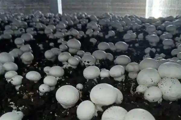 双孢菇黄斑病如何防治，首先做好环境卫生工作