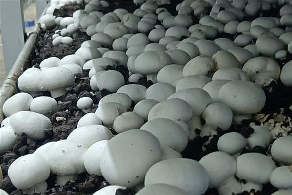 双孢菇黄斑病如何防治，首先做好环境卫生工作