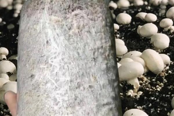 双孢菇黄斑病如何防治，首先做好环境卫生工作