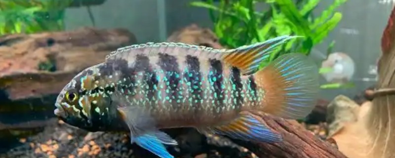 龙纹短鲷好不好养，对水温和水质没有太高要求