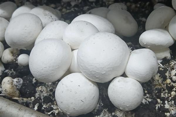 双孢菇黄斑病如何防治，首先做好环境卫生工作