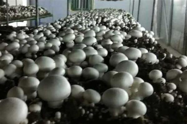 双孢菇黄斑病如何防治，首先做好环境卫生工作