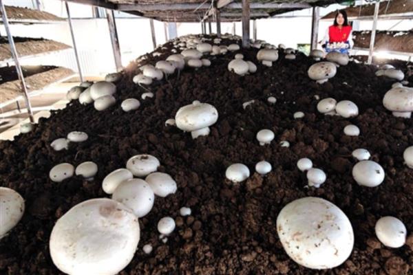 双孢菇黄斑病如何防治，首先做好环境卫生工作