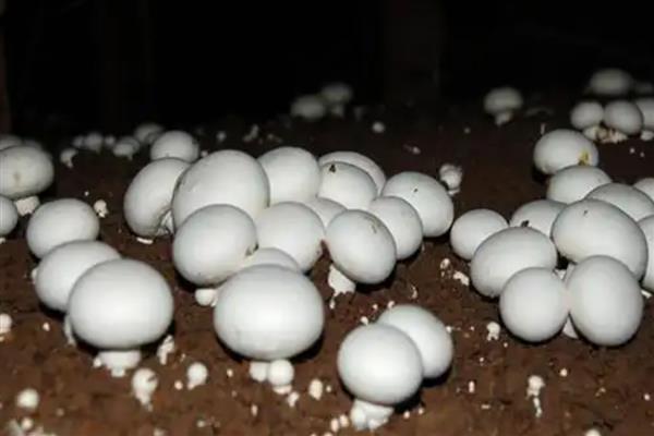 双孢菇黄斑病如何防治，首先做好环境卫生工作