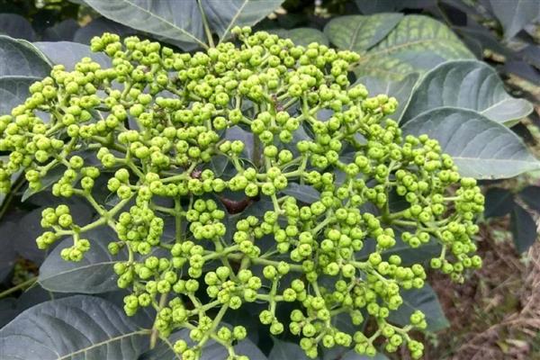 吴茱萸怎么采摘，选择在晴朗的天气下进行