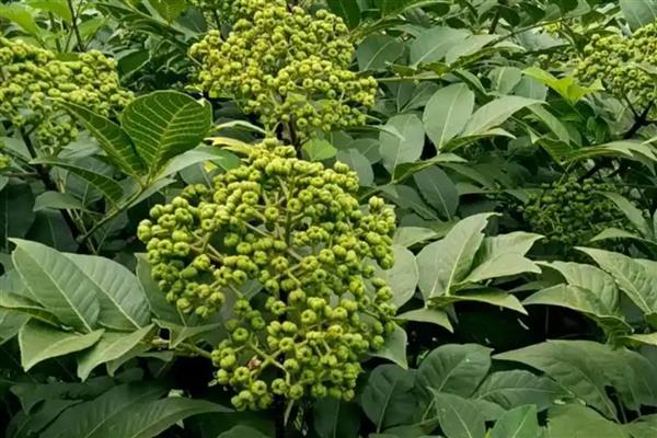 吴茱萸怎么采摘，选择在晴朗的天气下进行