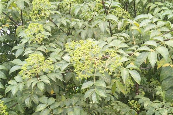 吴茱萸怎么采摘，选择在晴朗的天气下进行