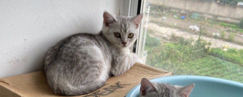 犬猫青光眼的症状，早期症状为泪溢、轻度眼睑痉挛等