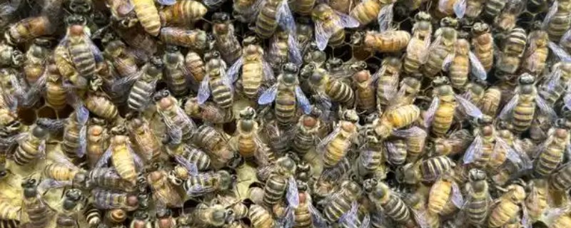 中蜂大量喂白糖有什么危害，可能引起营养不良、爆发蜂病、引发盗蜂