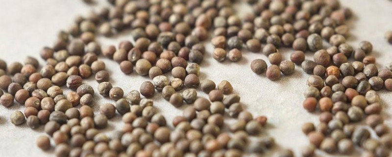 花菜种子几天可以发芽，三到五天便可发芽